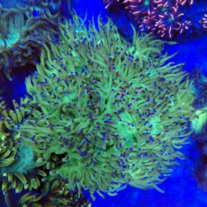 Indonesian Warpaint Elegance Coral WYSIWYG 3