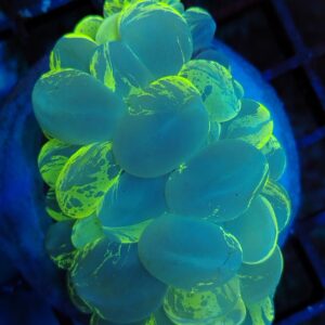 Iridescent Tri colour bubble coral (WYSIWYG)
