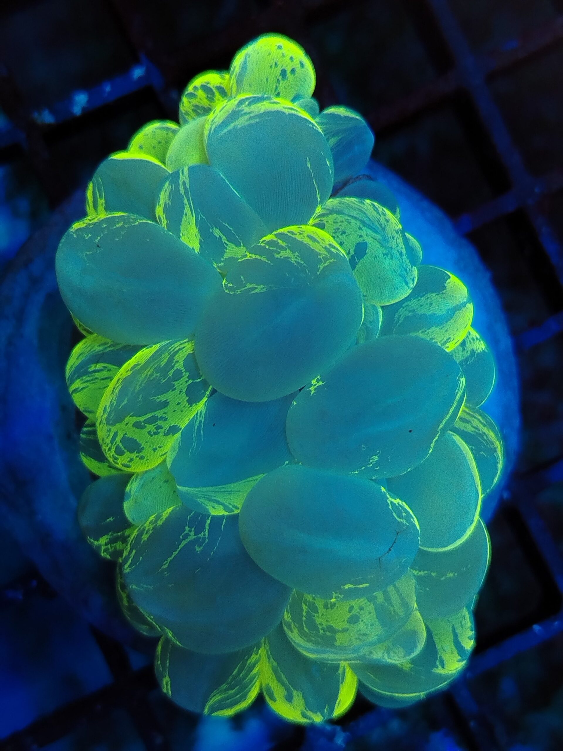 Iridescent Tri colour bubble coral (WYSIWYG)