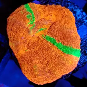 Stunning Australian Reverse bleeding apple  Scolymia (true aquaculture) WYSIWYG