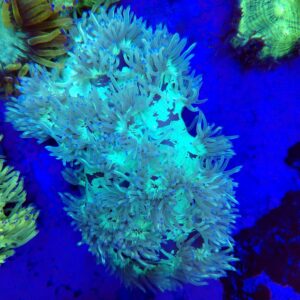 Australian Elegance Coral WYSIWYG