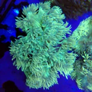 Australian Elegance Coral WYSIWYG