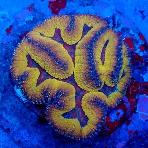 Premium Grade AA Australian Rainbow symphyllia WYSIWYG