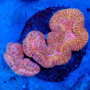 Premium symphyllia WYSIWYG
