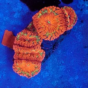 A Grade Blasto Wellsi Colony WYSIWYG