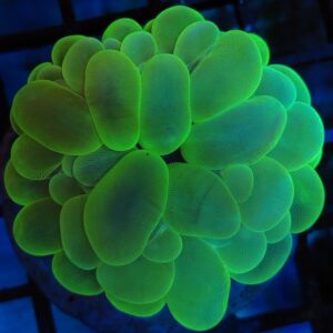 Toxic green bubble coral (WYSIWYG)