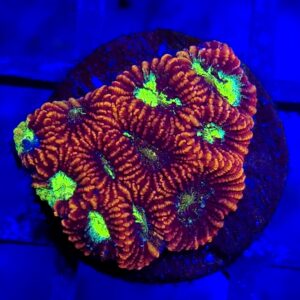 Toxic War Favia