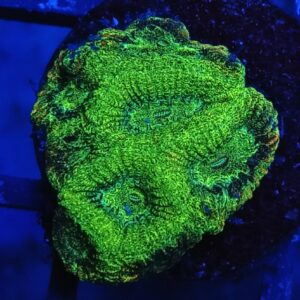 Toxic Green and blue Favia