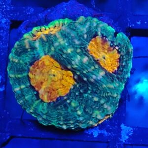 Orange Crush Acanthastrea Echinata