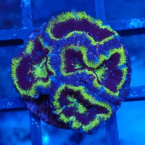 Stunning Colony of UFO Acanthastrea (Micromussa lordhowensis)
