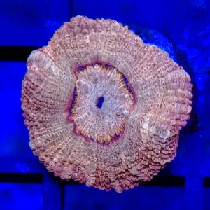 Coffee and Violet Candy Cane Acanthastrea (Micromussa lordhowensis)