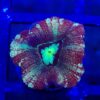 Green Eye Candy Cane Acanthastrea (Micromussa lordhowensis)