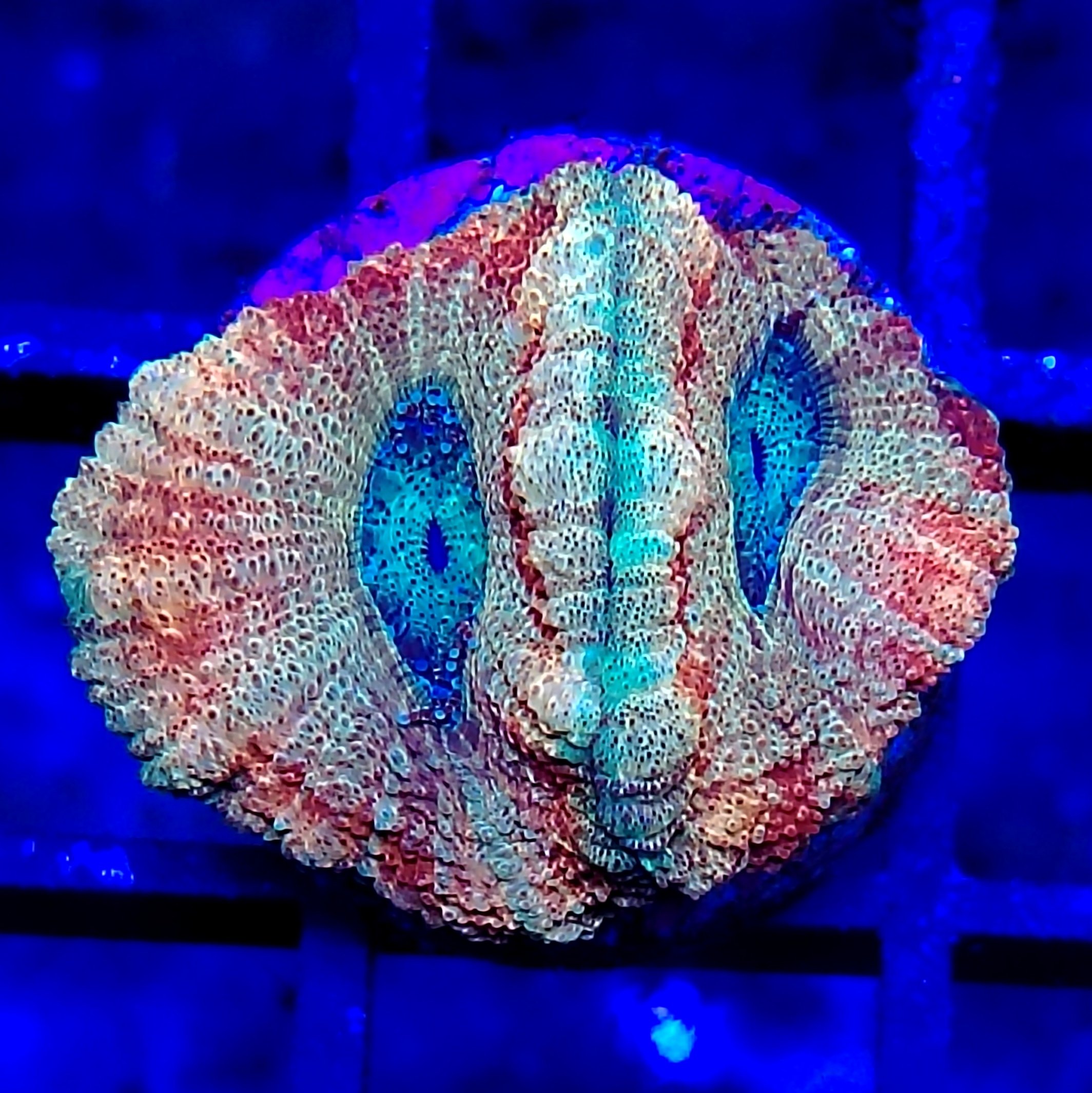 Tri colour Candy Cane Acanthastrea (Micromussa lordhowensis)