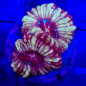 Purple and Cream Candy Cane Acanthastrea (Micromussa lordhowensis)