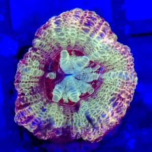 Violet Green Candy Cane Acanthastrea (Micromussa lordhowensis)
