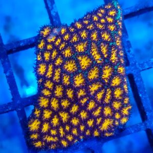 Burning ember Leptastrea