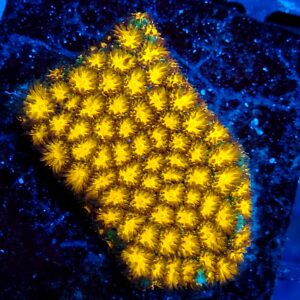 Honeycomb Leptastrea