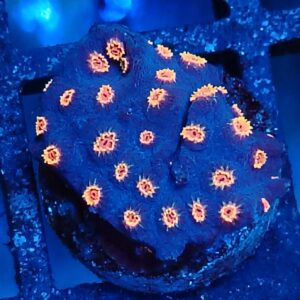 Meteor Shower Cyphastrea