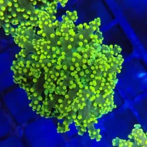 Bright Yellow and Green Tip Branching Frogspawn