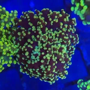 Green and Black  tip Branching Frogspawn