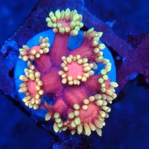 AAA Grade Hollywood Nights Goniopora 1