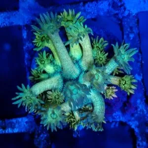 Rainbow Goniopora 2 WYSIWYG