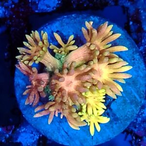 AA Grade Ultra Rainbow Goniopora WYSIWYG 3