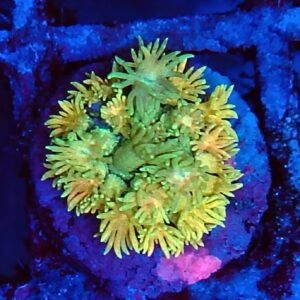 Rainbow Goniopora WYSIWYG 4
