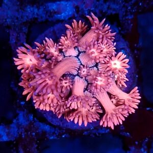 Pink  Rainbow Goniopora  WYSIWYG 5