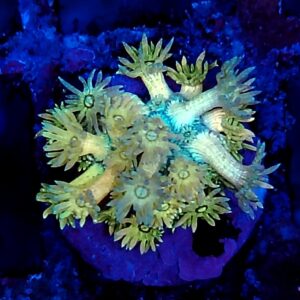 Rainbow Goniopora  WYSIWYG 6