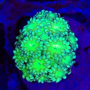 Rainbow Goniopora  WYSIWYG 12