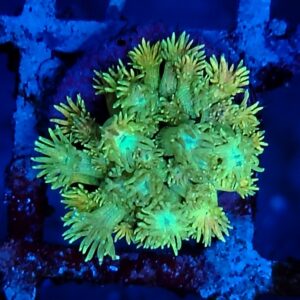 Rainbow Goniopora  WYSIWYG 7