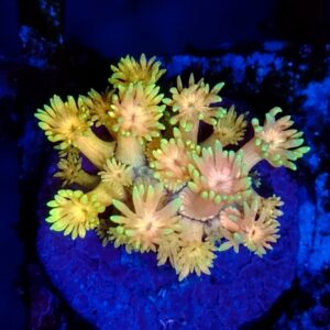 Rainbow Goniopora  WYSIWYG 8