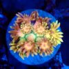 Ultra Rainbow Goniopora  WYSIWYG 9