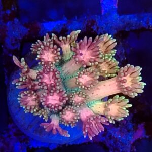 Ultra Rainbow Goniopora  WYSIWYG 10