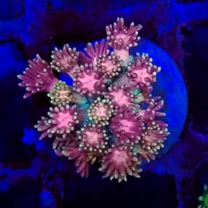 Ultra Rainbow Goniopora  WYSIWYG 11