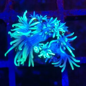 Blue/Green long lash Goniopora