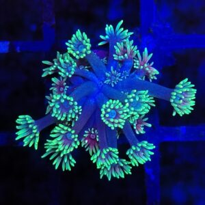 Tri colour  Goniopora.