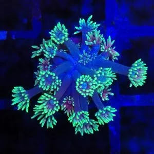 Tri Colour Goniopora