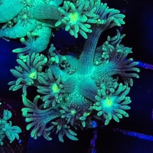 Lime/Blue  Goniopora