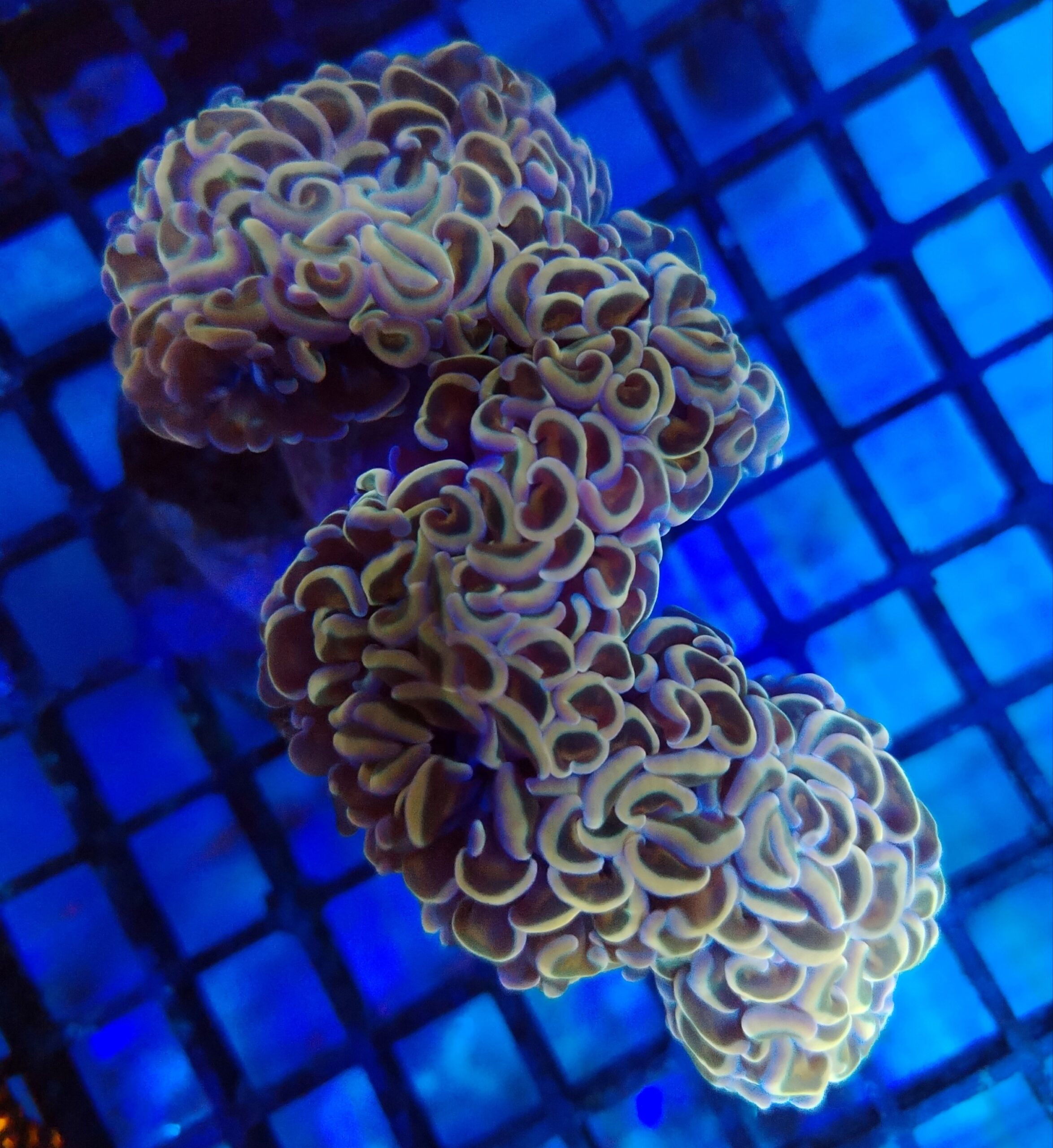 Gold and blue Wall Hammer (wysiwyg)
