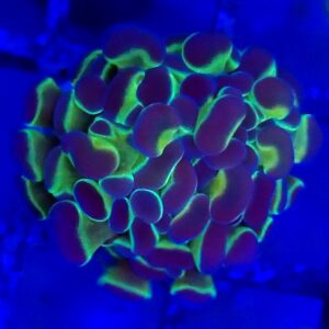 Hologram Branching Hammer