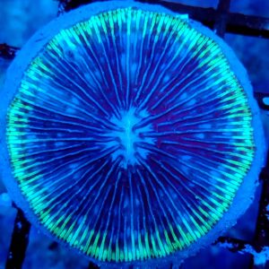 UFO Fungia Plate Coral (WYSIWYG)