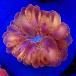 Grade A Rainbow cynarina lacrymalis WYSIWYG