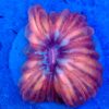 Grade A Rainbow cynarina lacrymalis WYSIWYG
