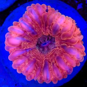 Bright Red cynarina lacrymalis WYSIWYG