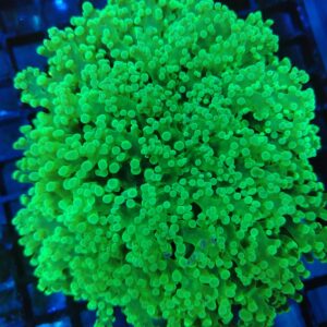 Stunning Bright Toxic Green Walling Octospawn (Kingspawn) WYSIWYG