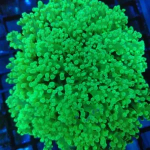 Stunning Bright Toxic Green Walling Octospawn (Kingspawn) WYSIWYG