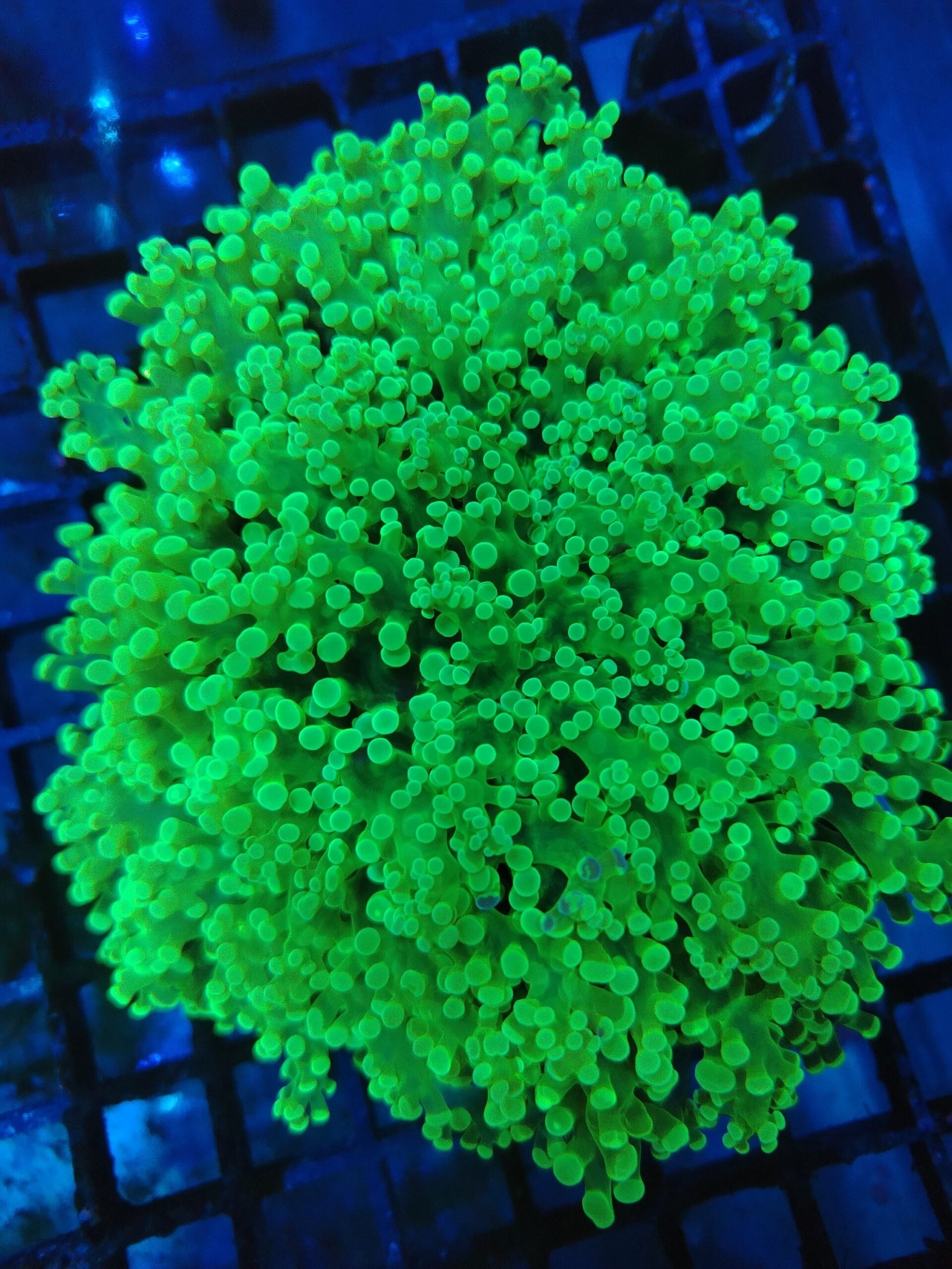 Stunning Bright Toxic Green Walling Octospawn (Kingspawn) WYSIWYG