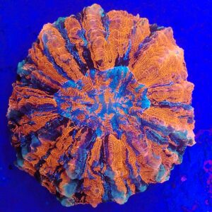 Stunning Rainbow Acanthophyllia spp (wysiwyg) (Copy)